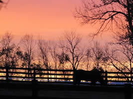 Horses Grazing at Sunset in Boyle County, Kentucky