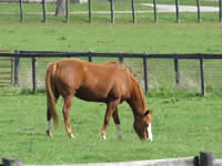 Horse Grazing