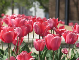 Tulips in Danville, Kentucky