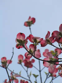 Dogwood