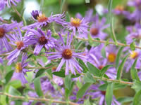 Wildflowers in Central Kentucky