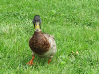 Duck in Perryville, Kentucky